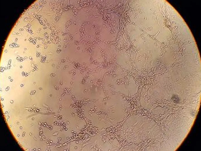 Captura de tela 2022-08-30 123857